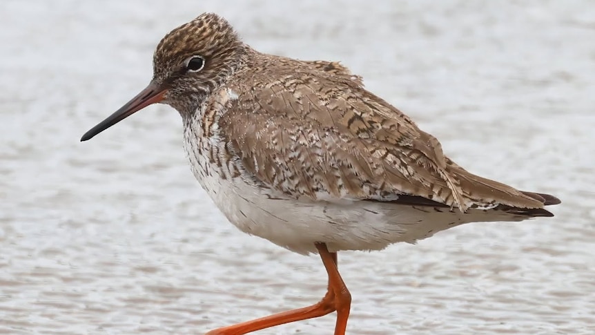 Twitchers excited by sighting of rare migratory shorebird