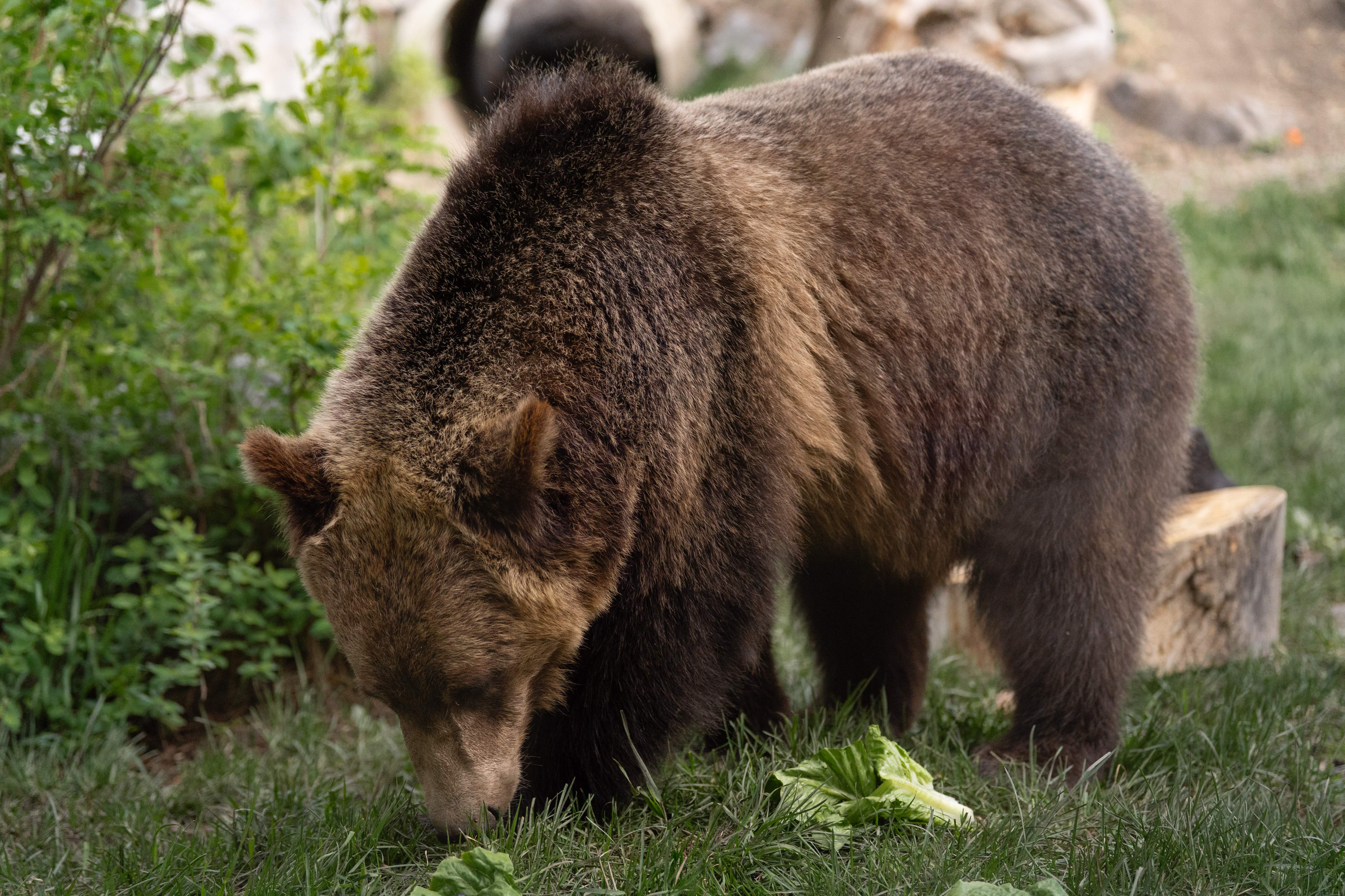 Fitz the grizzly bear briefly escapes his enclosure at the Calgary Zoo