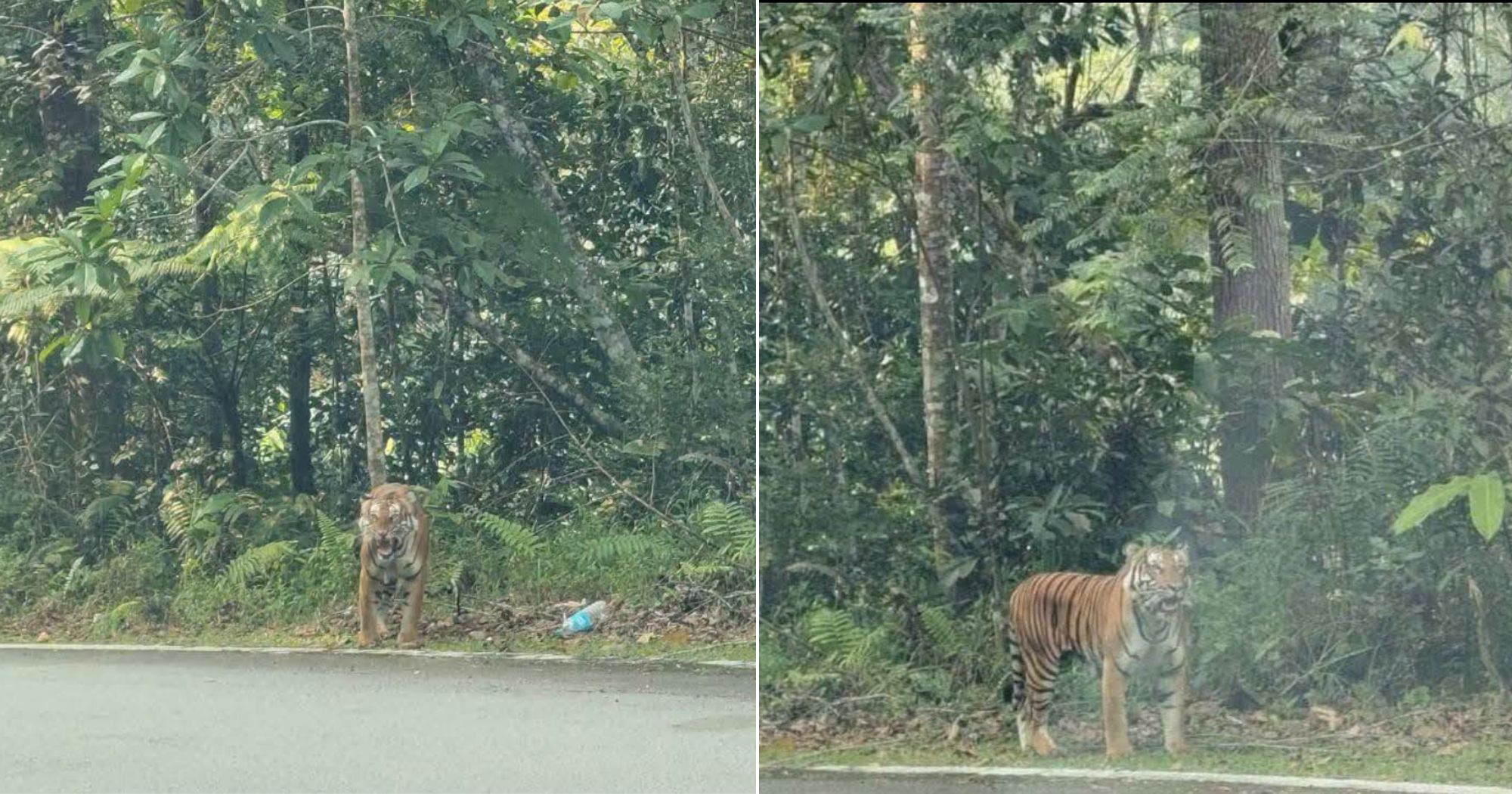 Tiger seen in the wild near Fraser’s Hill in M'sia