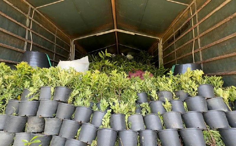 1,040 seized plant saplings found infested with pests, diseases