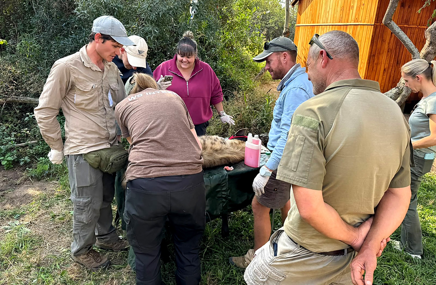 HOEDSPRUIT EMERGENCY: Hurt hyena bet on the right humans when it collapsed at this Limpopo lodge