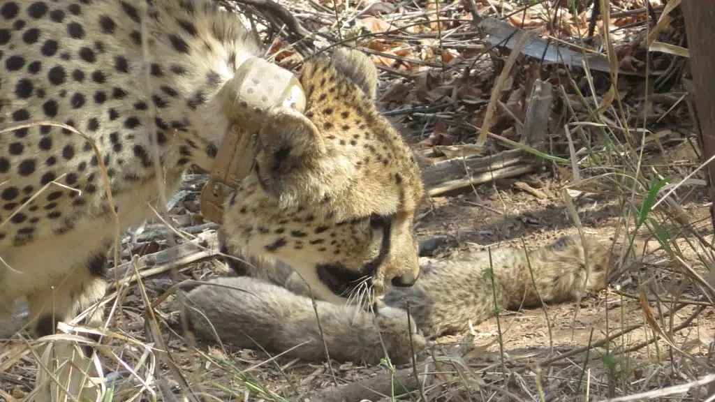 Project Cheetah Suffers Setback As Namibian Cheetah Aasha's 8-Month-Old Cub Found Dead In MP's Kuno; Autopsy Awaited
