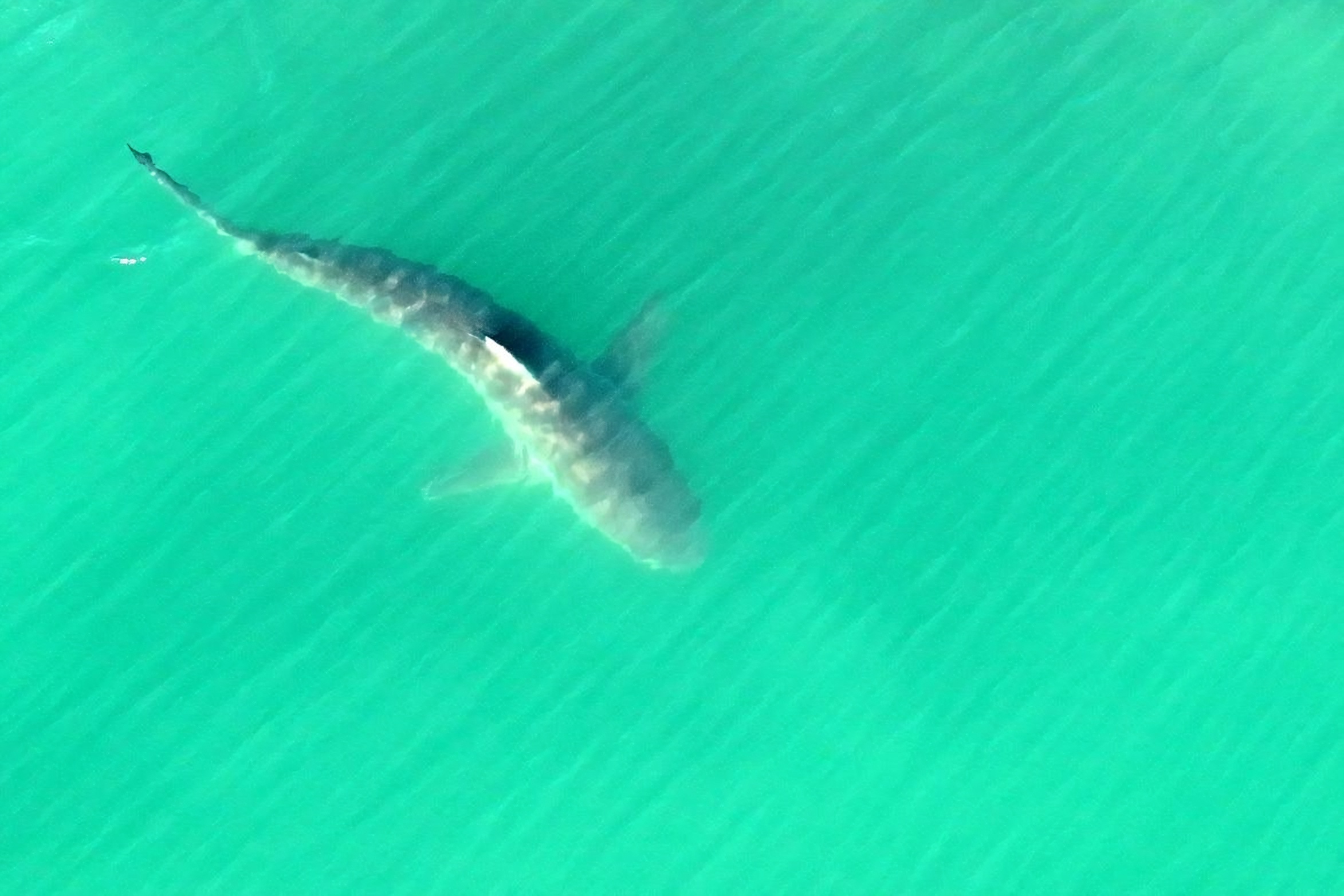 Busan to devise measures to keep sharks at bay amid 'Bukang-i' visit