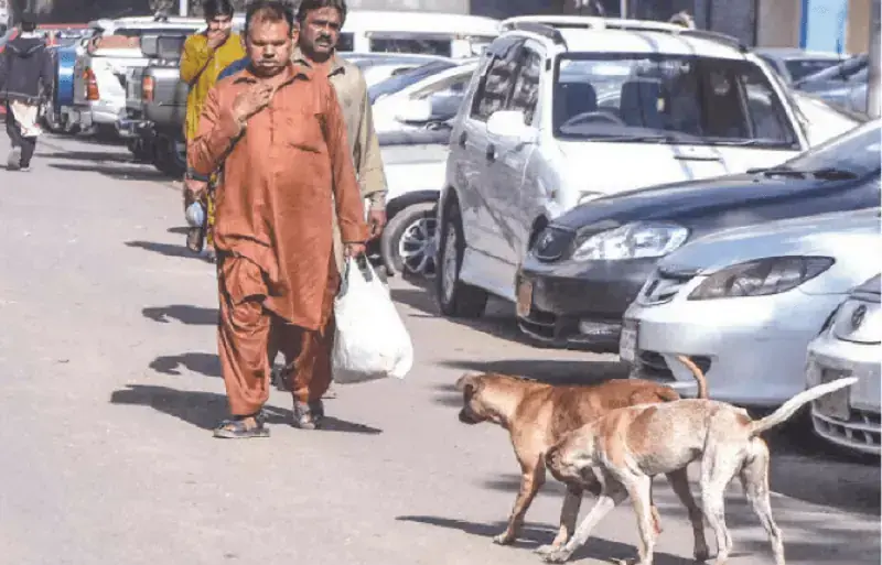 Two fresh rabies cases take tally at Karachi hospitals to 38