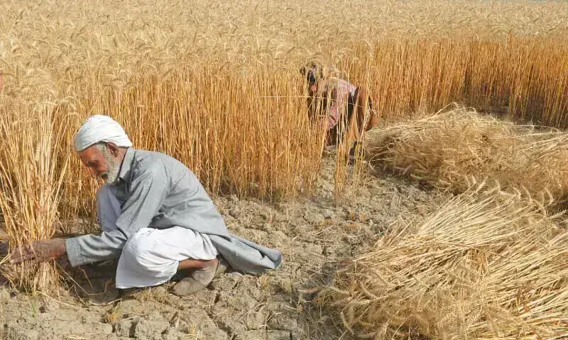 The paradox of Sindh's wheat policy
