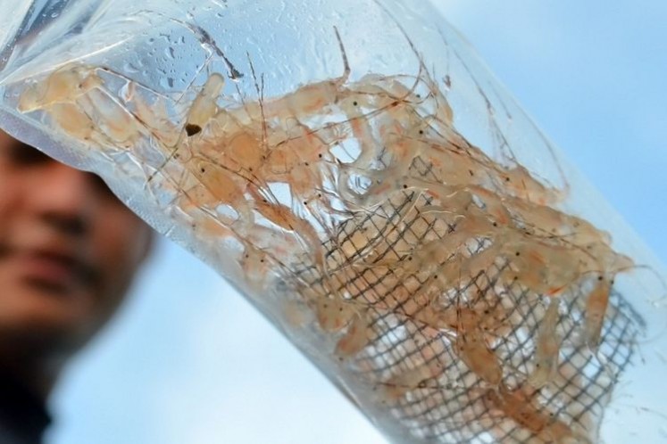 Govt permanently bans lobster larvae exports