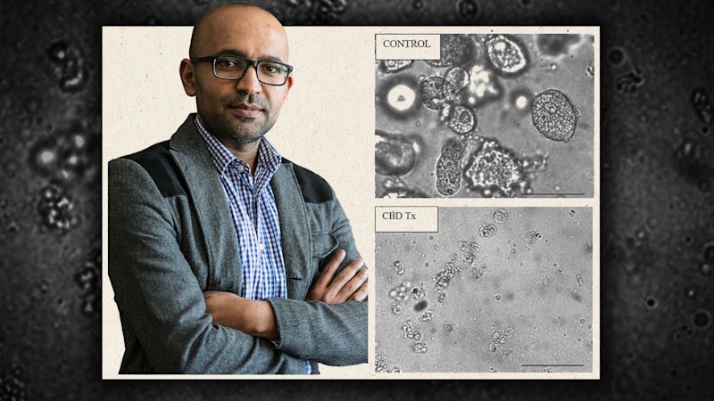 No consent: Sacked professor loses case after women’s cells used in mice experiment
