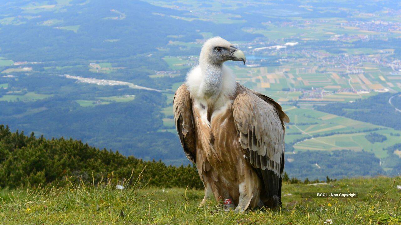 Why vultures can eat rotten meat without getting sick