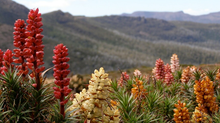 These 10 wildflowers all have superpowers. Only one can win your vote