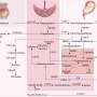 Microplastics cross placenta-like barrier and disrupt key pregnancy hormones in new cell model study