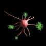 Scientists unmask immune cells that supercharge the fight against cancer