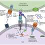 Researchers discover immune 'off switch' used by cancer cells