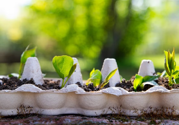 Don’t throw away empty egg cartons — 6 smart ways to reuse them