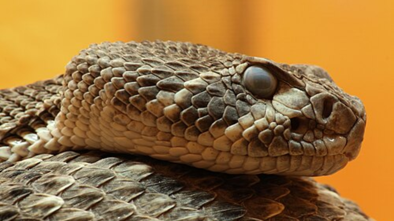 Florida father and son find diamondback rattlesnake outside home