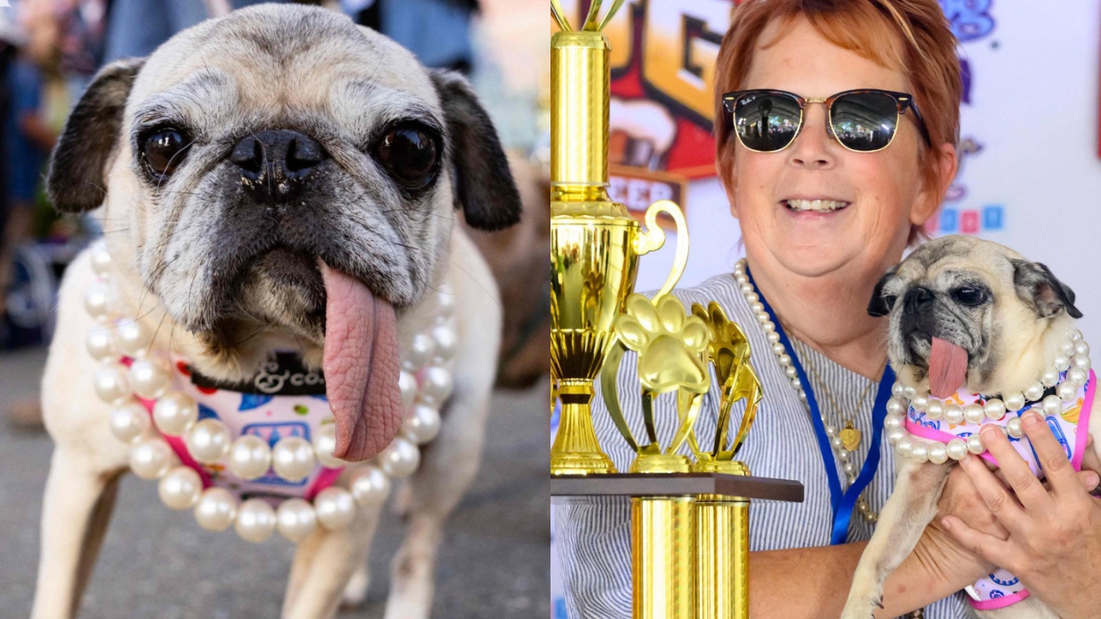 Meet Jinny Lu, a 6-year-old pug crowned ‘World’s Ugliest Dog 2026’ in 4th attempt