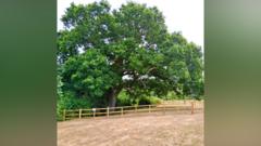 Measures in place to protect historic oak tree