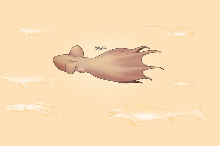Scientists discover that giant octopuses were top predators of ancient oceans
