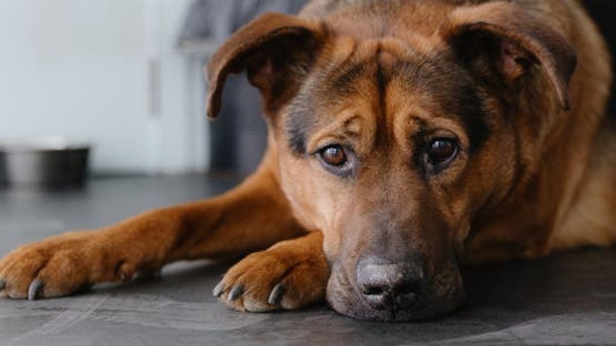 New study reveals more accurate formula for calculating dog years