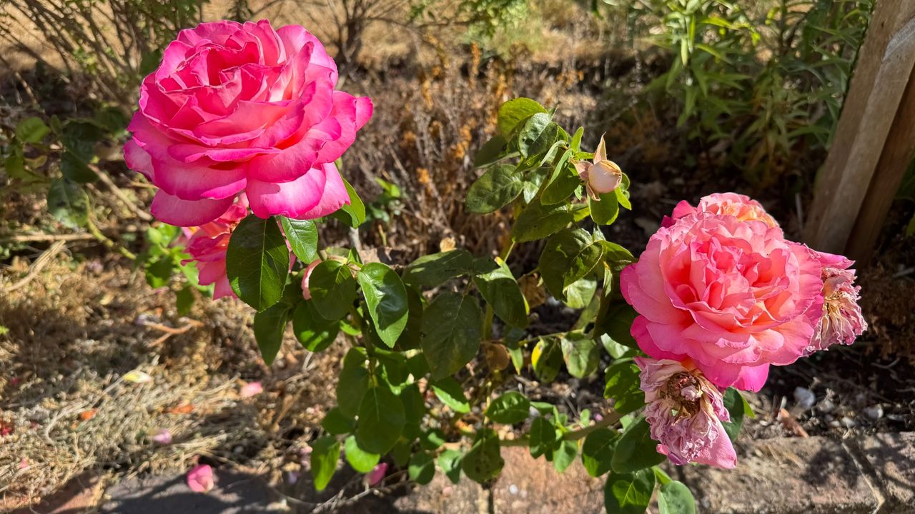 Don't let bugs hitch a ride — how to safely bring fresh flowers indoors