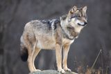 Gray Wolves May Use Active Wildfires to Pursue Prey While Avoiding Dangerous Fire Fronts