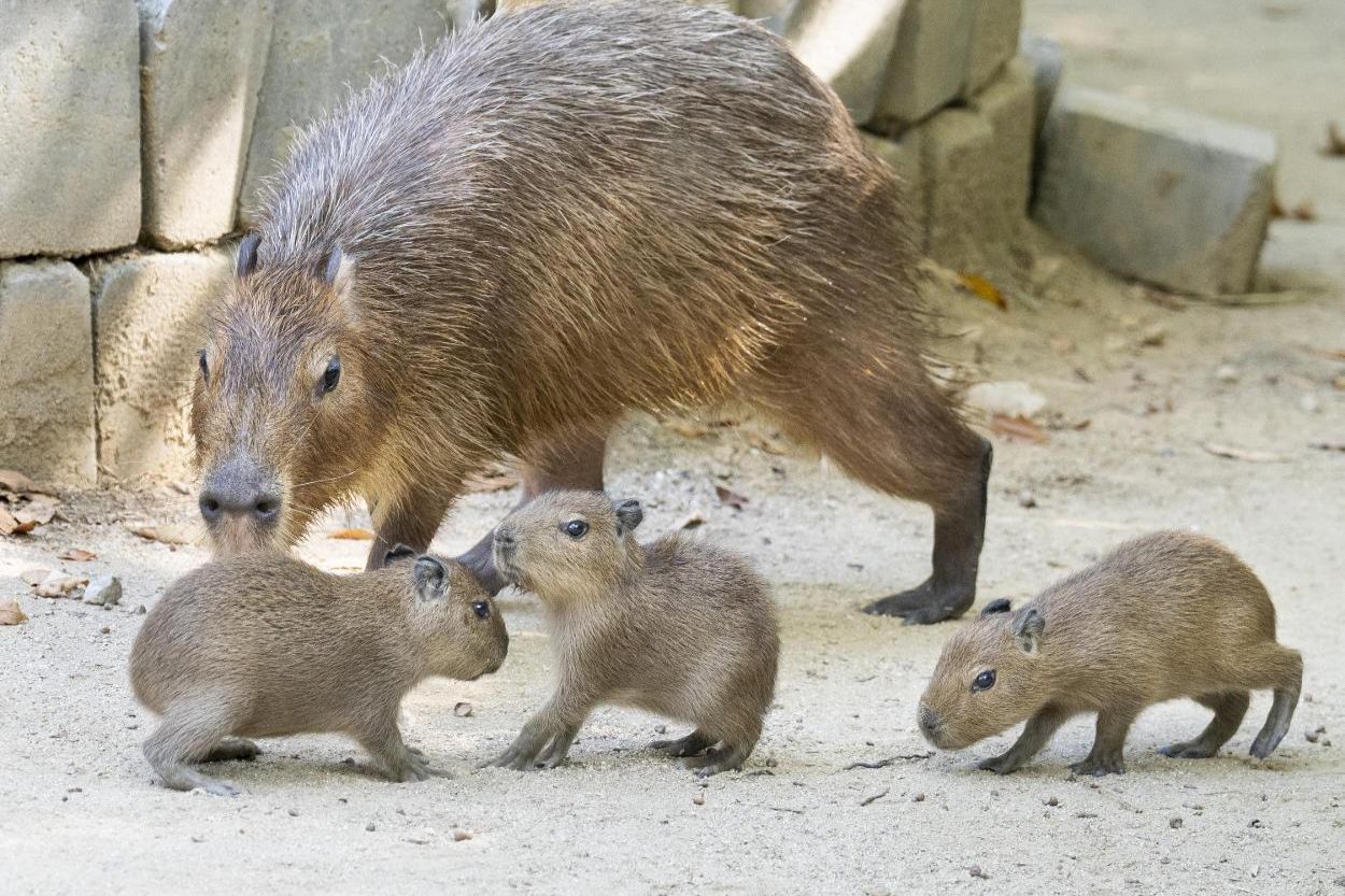 Everland welcomes capybara triplets