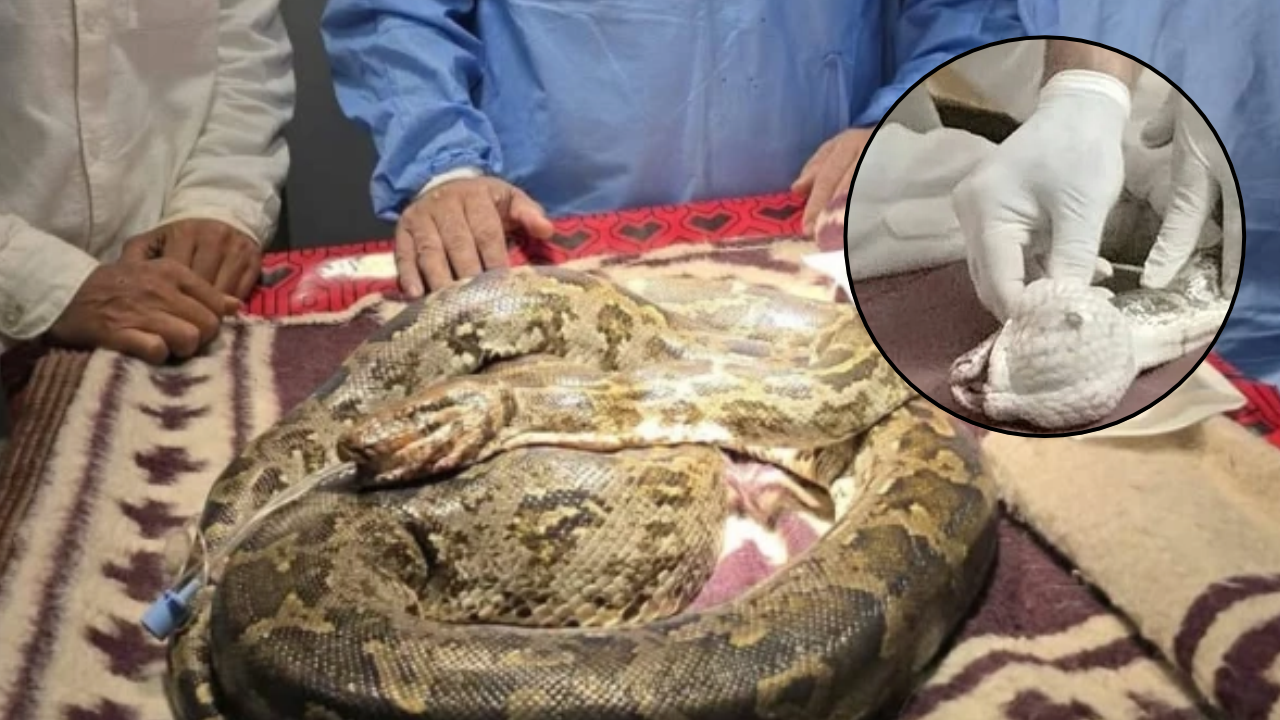 8.5-kg python rescued with tumour, operated for 2 hours in Chhattisgarh