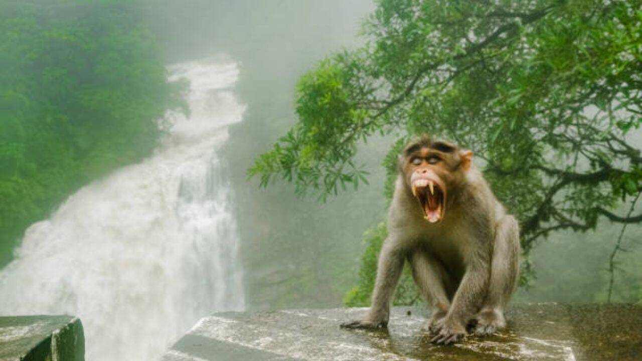 Florida introduced rhesus macaques for tourism; now they carry a deadly virus