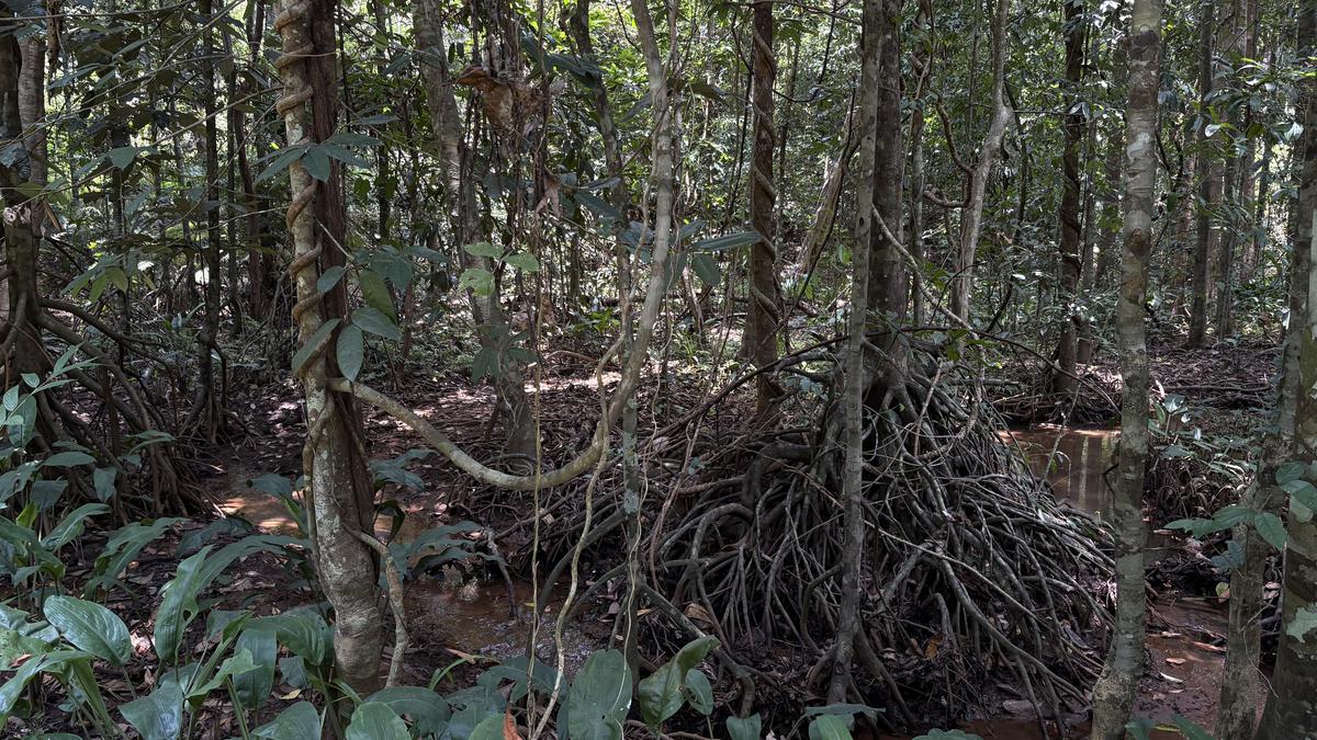 Why Keralam has launched India’s first ecosystem Red List assessment