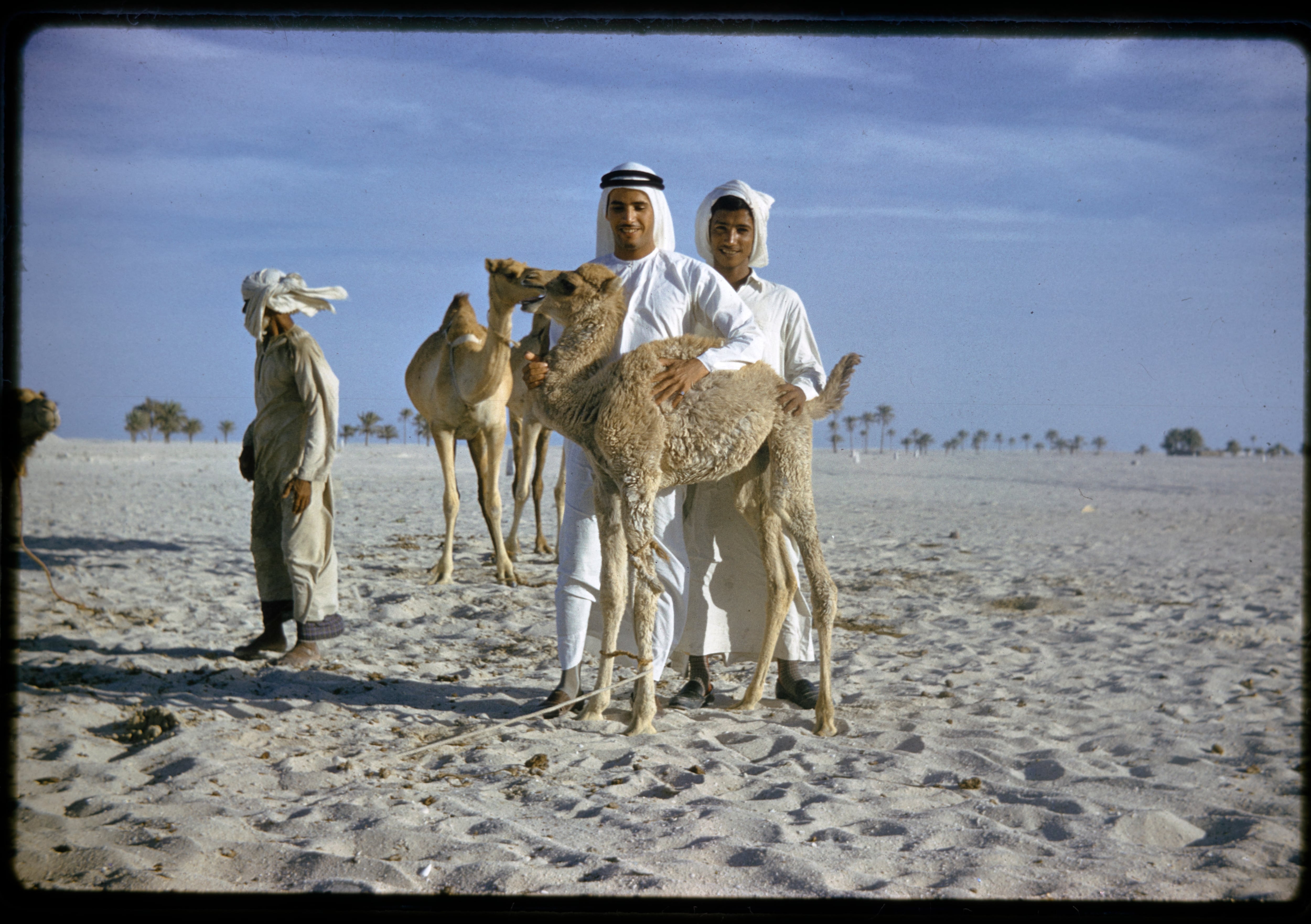 Zayed National Museum's first temporary exhibition to explore 7,000 years of camel history