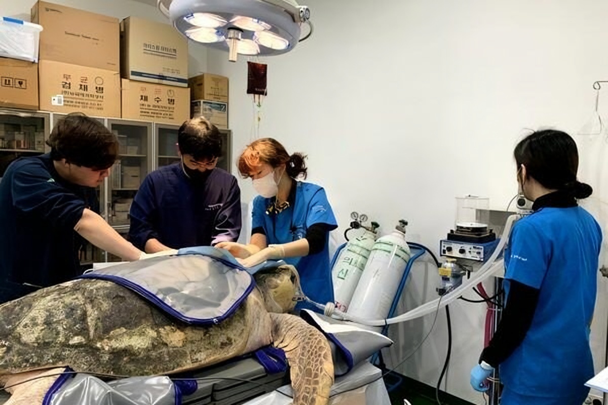Rescued loggerhead sea turtle returns to Pacific after 7 years of care