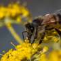 Decades-old theory for how insect societies evolve challenged
