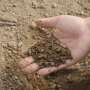 Miscanthus roots reveal deeper soils may retain more stable carbon