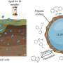 Do aging microplastics increase environmental risks from organic contaminants? Study suggests less than expected