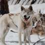 The stubby legs of ancient sled dogs helped people traverse the Arctic for the past 9,000 years