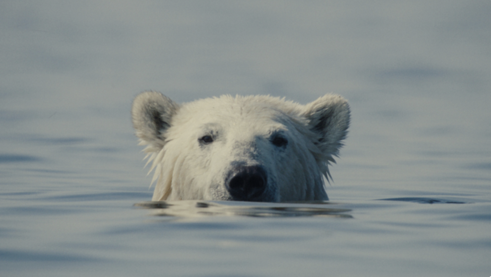 ‘Nuisance Bear’ Trailer: In Oscar-Contending Documentary, Polar Bears And Humans Collide In Frigid North