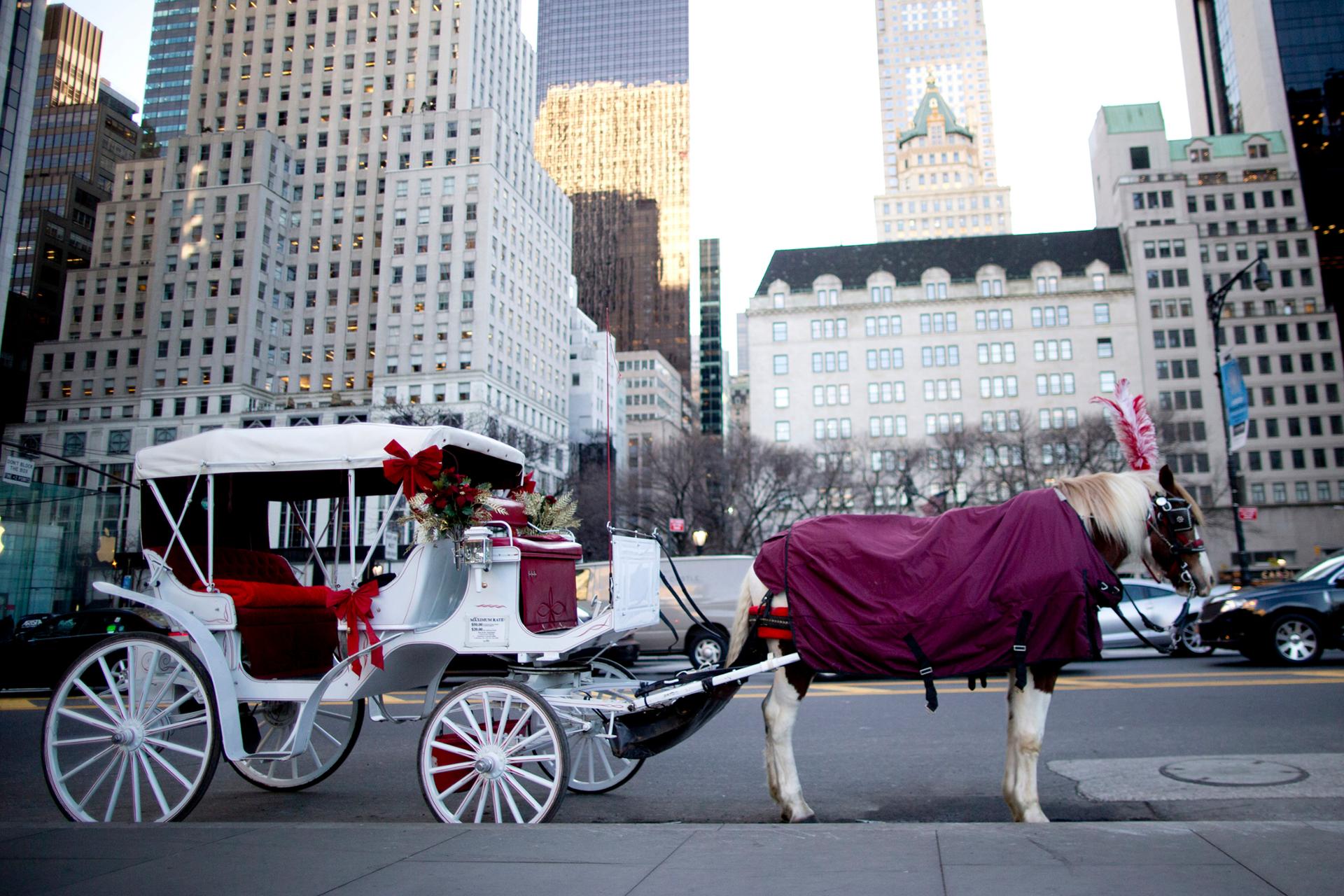 New York to ban Central Park's horse-drawn carriages after teen's death
