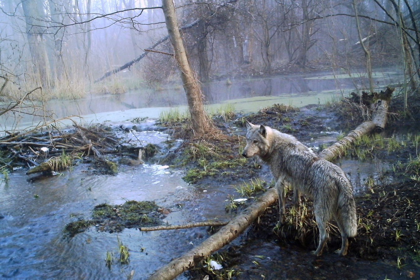 This prize-winning sci-fi novel about wolf rewilding made me cry