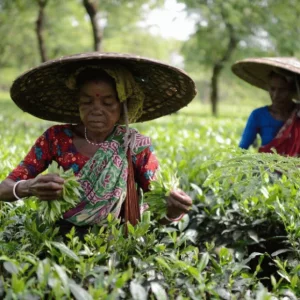 Govt to reschedule tea industry loans, special fund at 6% interest