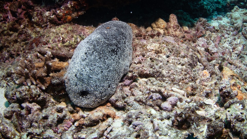 This strange sea animal is on menus, but it is disappearing from our reefs