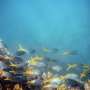 Most marine protected areas fail to curb fishing: Study