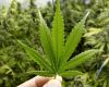 New US Hemp Rules Take Effect December 11, Shifting Demand for South American Exporters