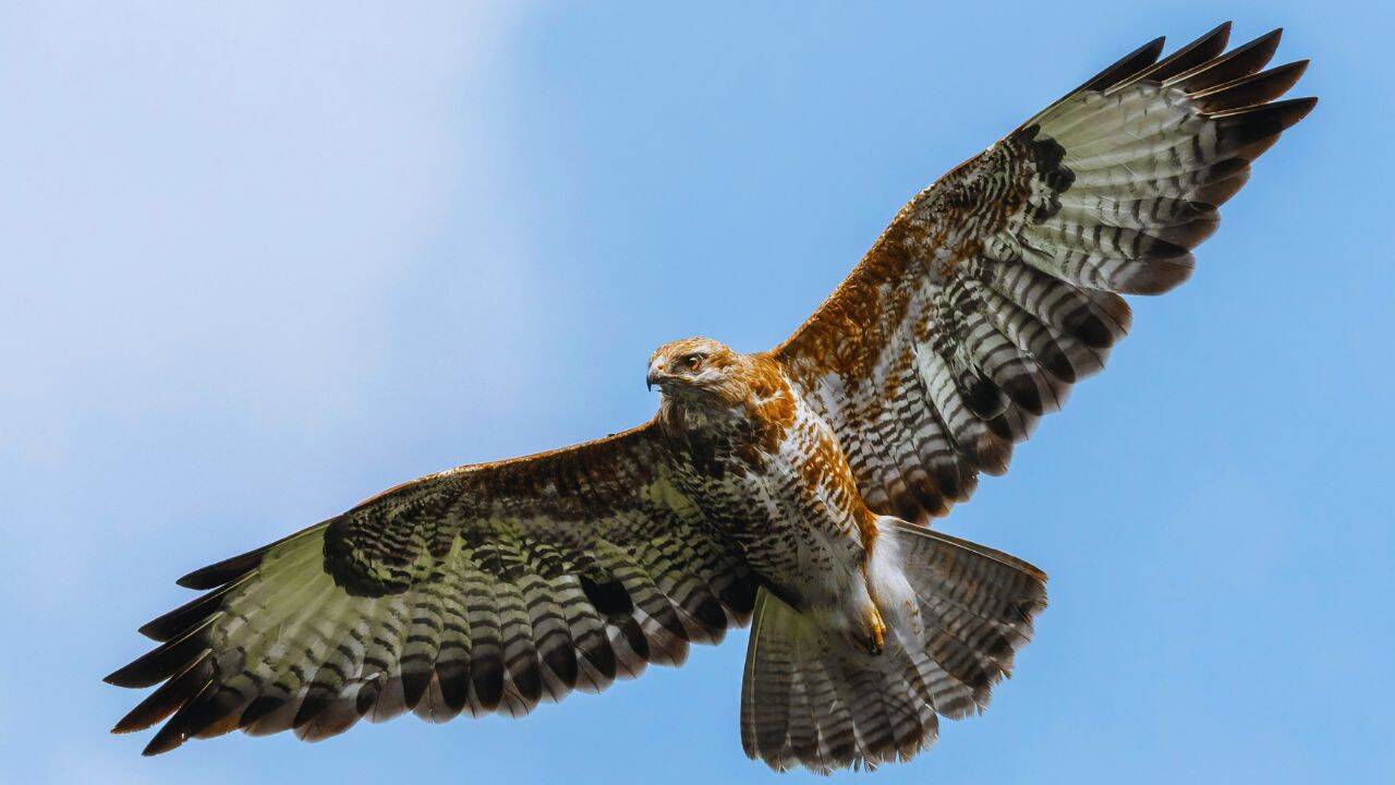 Nagaland hunters turn protectors to save Amur falcons at Doyang