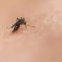 Fast-spreading malaria parasite mutations in Uganda may weaken Africa's most widely used malaria therapy