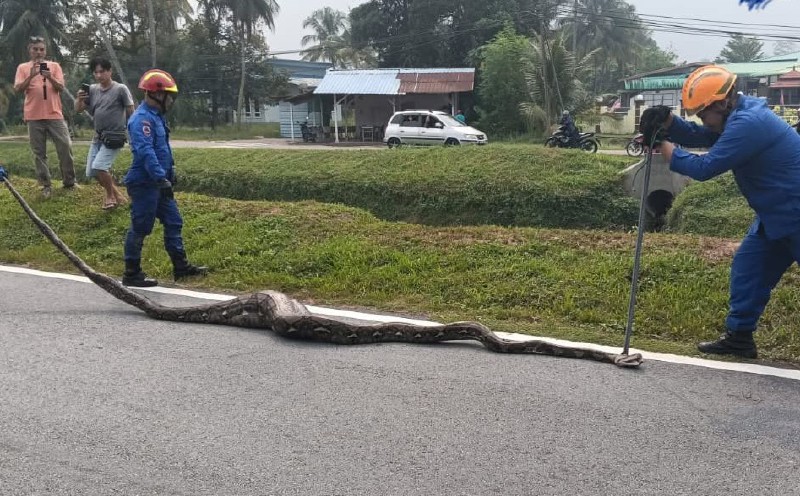 Python's 'pit stop' at Kluang bridge ends in capture