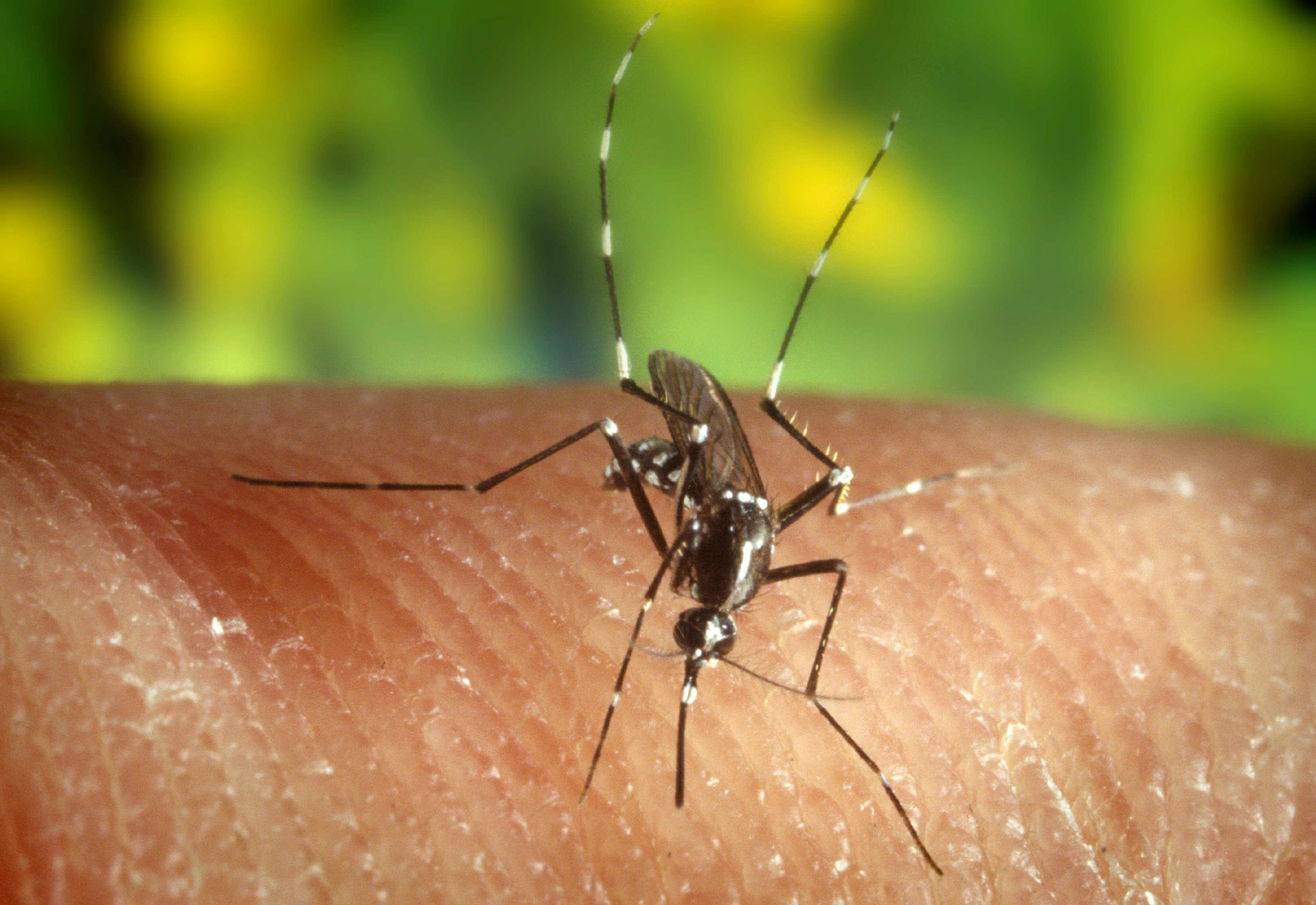 Netherlands reports first West Nile virus infection in 6 years