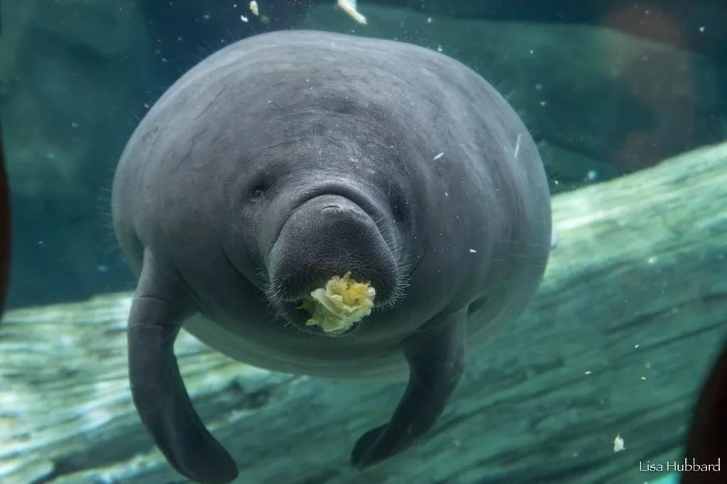 DHL Express Transports Four Manatees to Florida for Final-Stage Rehabilitation