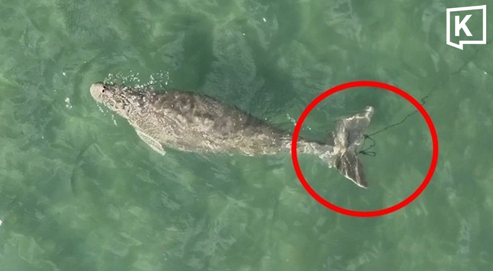 Thailand launches ‘SAVE OUR DUGONG’ campaign, aims to cut human-caused deaths to zero