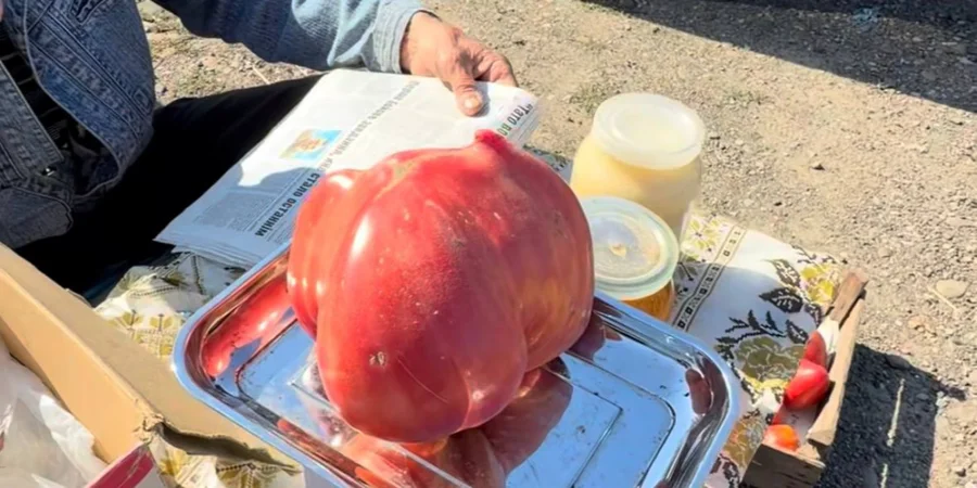 Local farmer gains viral fame after selling massive 1.2 kg tomato for pocket change – video