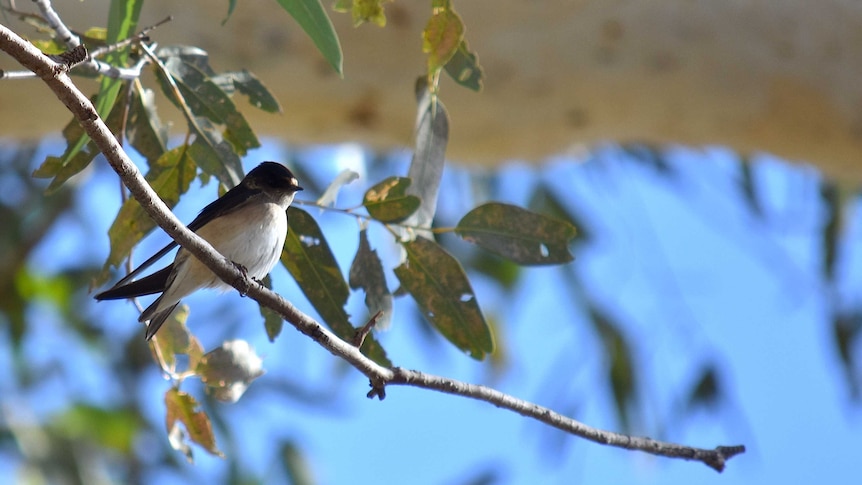 Hundreds of tiny birds killed from flying into shopfront windows, wires