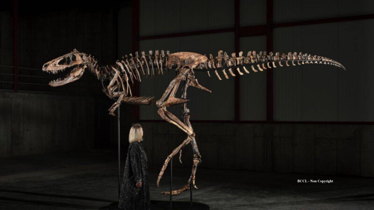 Rare Nanotyrannus skeleton found on Montana ranch could fetch up to $9 million
